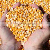 Frozen Corn in Bulk for Feeding Animals thumbnail-1