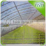 Good Quality Gutter Connect Greenhouses on Sale thumbnail-2