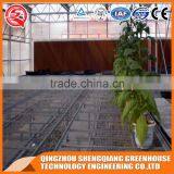 Factory Outlet Large Multi-span Glass Agricultural Greenhouses for Vegetables,flowers and Fruits thumbnail-6