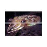 CUTTLEFISH thumbnail-1