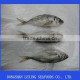 Frozen Horse Mackerel IQF thumbnail-1
