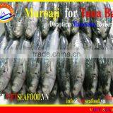 MUROAJI FOR TUNA BAIT thumbnail-1