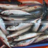 Frozen Pacific/Atlantic Mackerel Fish thumbnail-3