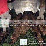 Trachycarpus Fortunei Loading 40ft thumbnail-1