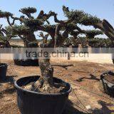 Olea Europaea "Pompon"old Skin Trunk thumbnail-4