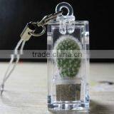 Live Mini Plant and Plant Pet Tree thumbnail-2