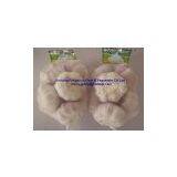 2012 Fresh Garlic thumbnail-1