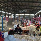 Pioneer Garlic Group company overview - view 4 thumbnail