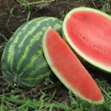 Red Rose high resistance and crisp flesh watermelon seeds