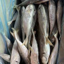 Horse Mackerel 100-200/trachurus Japonicus/mackerel Trachurus Japonicus thumbnail-3