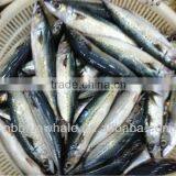 Scomber Japonicus / Frozen Pacific Mackerel HG