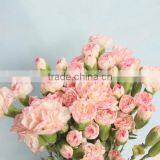 Good Smell Crazy Selling 2015 Hottest Fresh Carnation Flower thumbnail-2