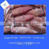 Whole Loligo Squids for Sale on