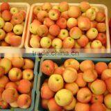 Fresh Fruit thumbnail-1