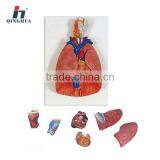 Lung Demonstration Model