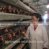 64,000 Birds Chicken Farm