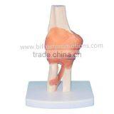 Elbow Model With Ligament thumbnail-1