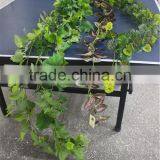 Decorative 6.27 Feet Long Leaf Rattan Artificial Long Vine PE Durable Rattan thumbnail-2