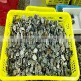 Frozen Cooked Short Necked Clam No Sand No Shell Pieces thumbnail-3