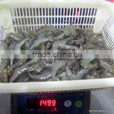 Assured Quality Frozen Vannamei Shrimp From China Competitive Price thumbnail-1