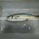 Frozen Atlantic Horse Mackerel Fish thumbnail-1