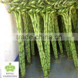 Lucky Bamboo ( Dracaena Sanderiana) Spiral Shape Factory thumbnail-1