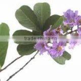 Banaba Extract thumbnail-3