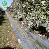 Agriculture Metallized PE Reflective Film thumbnail-4