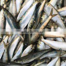 Good Quality Frozen Sardine Bait Tuna Fishing thumbnail-4