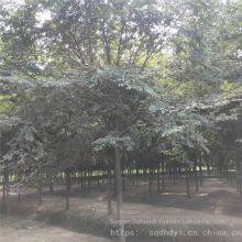 Red Beech Tree thumbnail-1