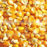 Corn Maize thumbnail-1