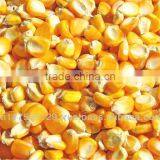 maize yellow corn