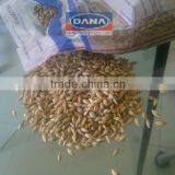 Barley for Animal Feed for Libya/Gambia/Sudan/Middle East/Saudi