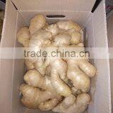 Fresh Ginger thumbnail-5