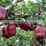 72# Huaniu Apple thumbnail-2