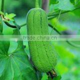 Chinese Hybrid Short Luffa Seeds Hybrid Luffa Seeds