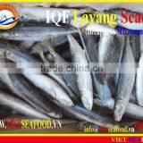 IQF LAYANG SCAD WHOLE ROUND thumbnail-1