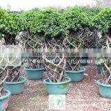 Ficus Nitida Bottle Shape thumbnail-1