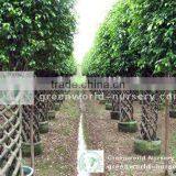 Ficus Cage Shape Farm thumbnail-1