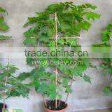 Bamboo Pot Grape Trellis for Supporting Plant thumbnail-3