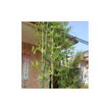 Artificial New Design and High Simulation Green Bamboo Tree for Home Decoration