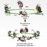 TOPONE Cockroach Killer Station Killing Bait For Roach Insect Killer thumbnail-4