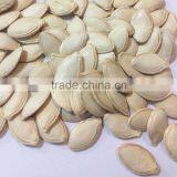 China New Crop Wholesale Shine Skin Pumpkin Seeds thumbnail-3