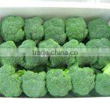 Fresh Broccoli thumbnail-4