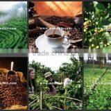Wholesale Good Quality Yunnan Green Coffee Beans thumbnail-6
