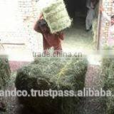 Rhodes Grass thumbnail-2