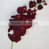 Single Orchid for Christmas thumbnail-1