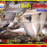 FROZEN SHORT BODY MACKEREL W/R thumbnail-5