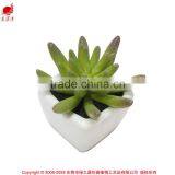 Hot Sale Mini Succulent Plants for Home and Garden Decoration thumbnail-1
