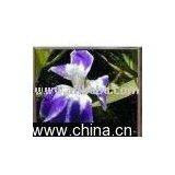 Iris Laevigata Colchesterii thumbnail-1